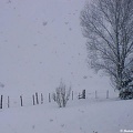 Épisode neigeux du 28 février 2004 à Larribar: neige à gros flocons