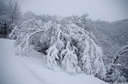 Branches couchées par le poids de la neige