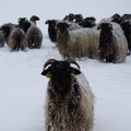  Les pattes des moutons disparaissent dans la neige... 20 cm de neige